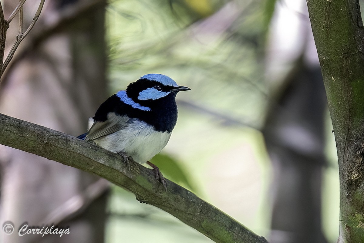 Variegated Fairywren - ML620822066