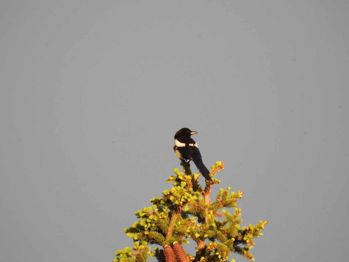 Black-billed Magpie - ML620822068