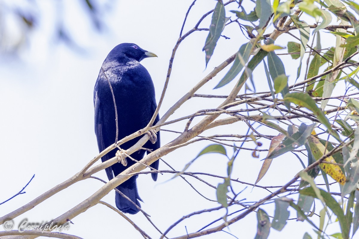 Satin Bowerbird - ML620822069