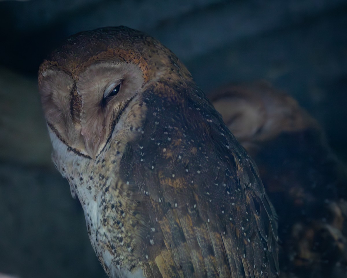 Barn Owl - ML620822071