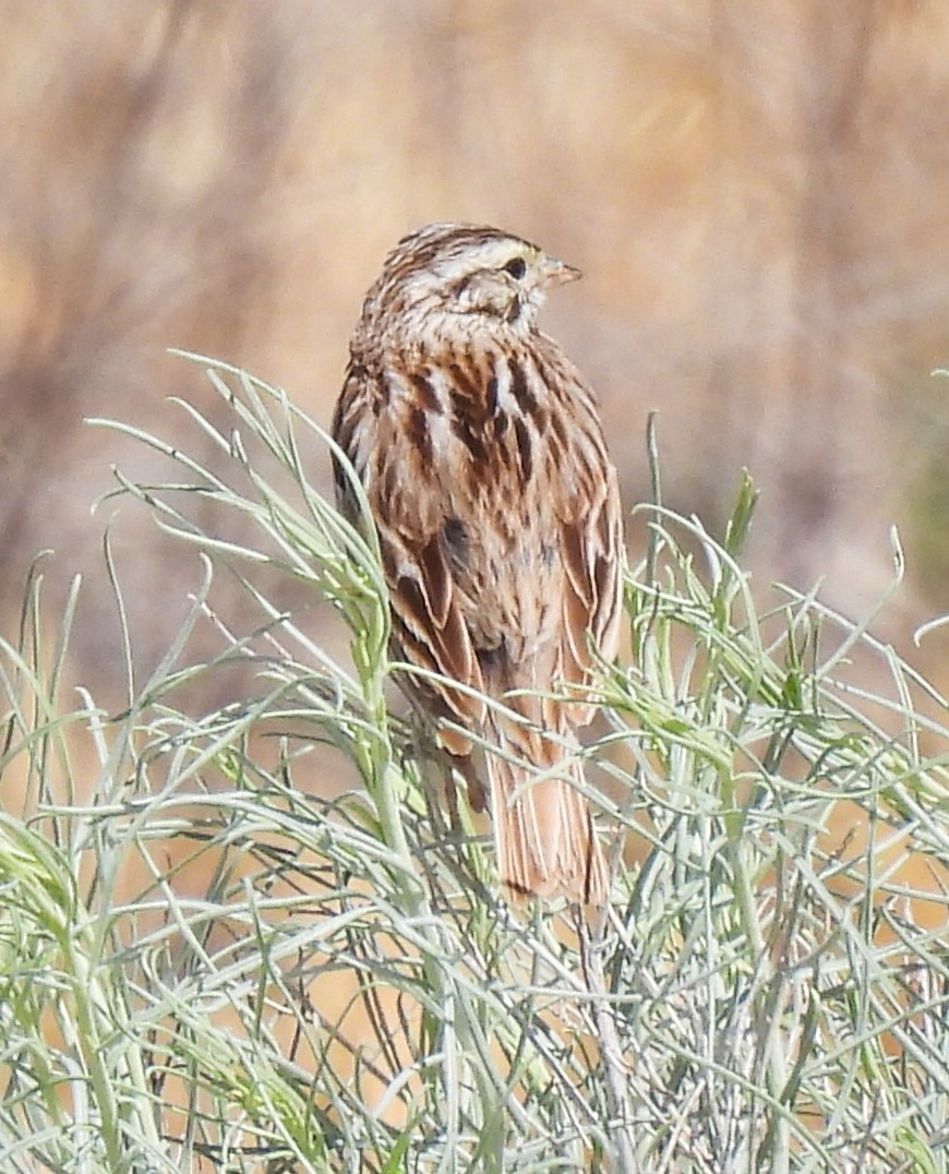 Savannah Sparrow - ML620822074