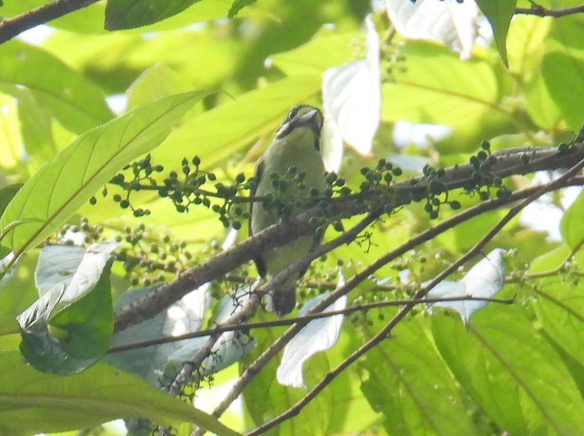 Gelbkehl-Bartvogel - ML620822075