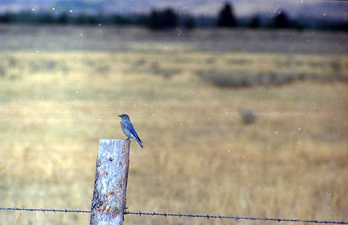 Mountain Bluebird - ML620822077