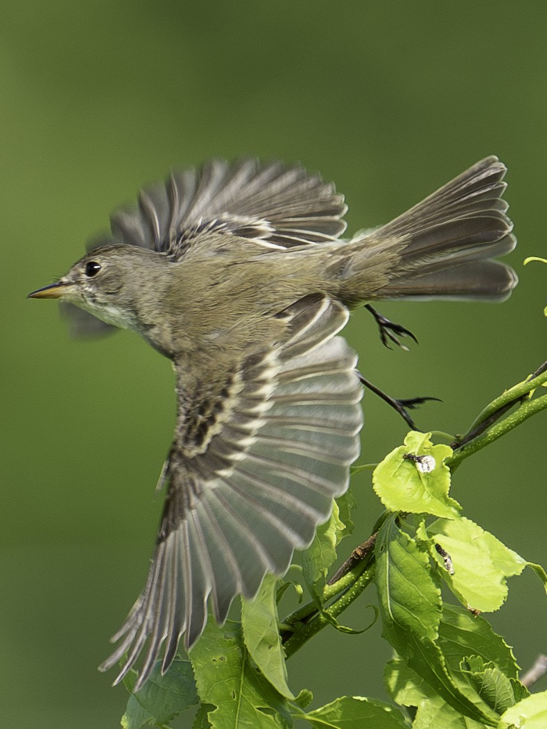 Willow Flycatcher - ML620822082