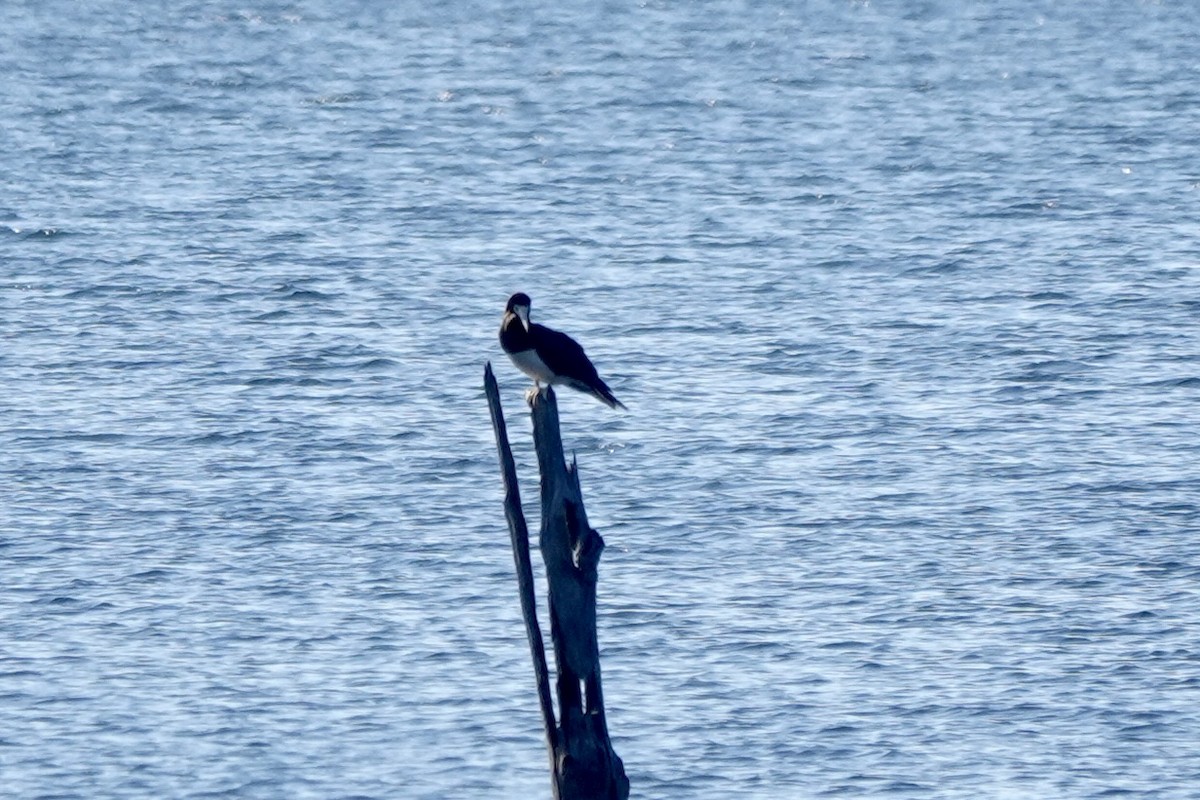 Brown Booby - ML620822084