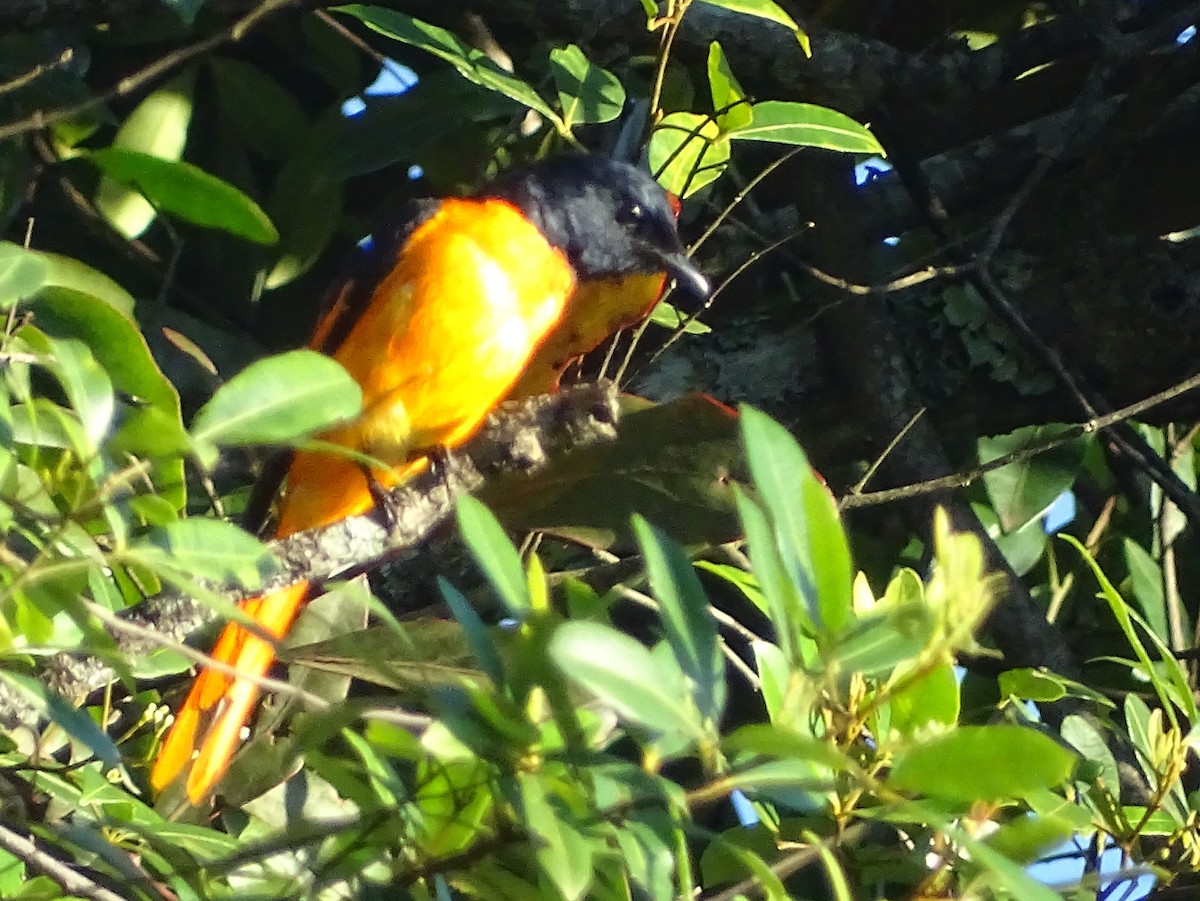 Orangemennigvogel - ML620822104