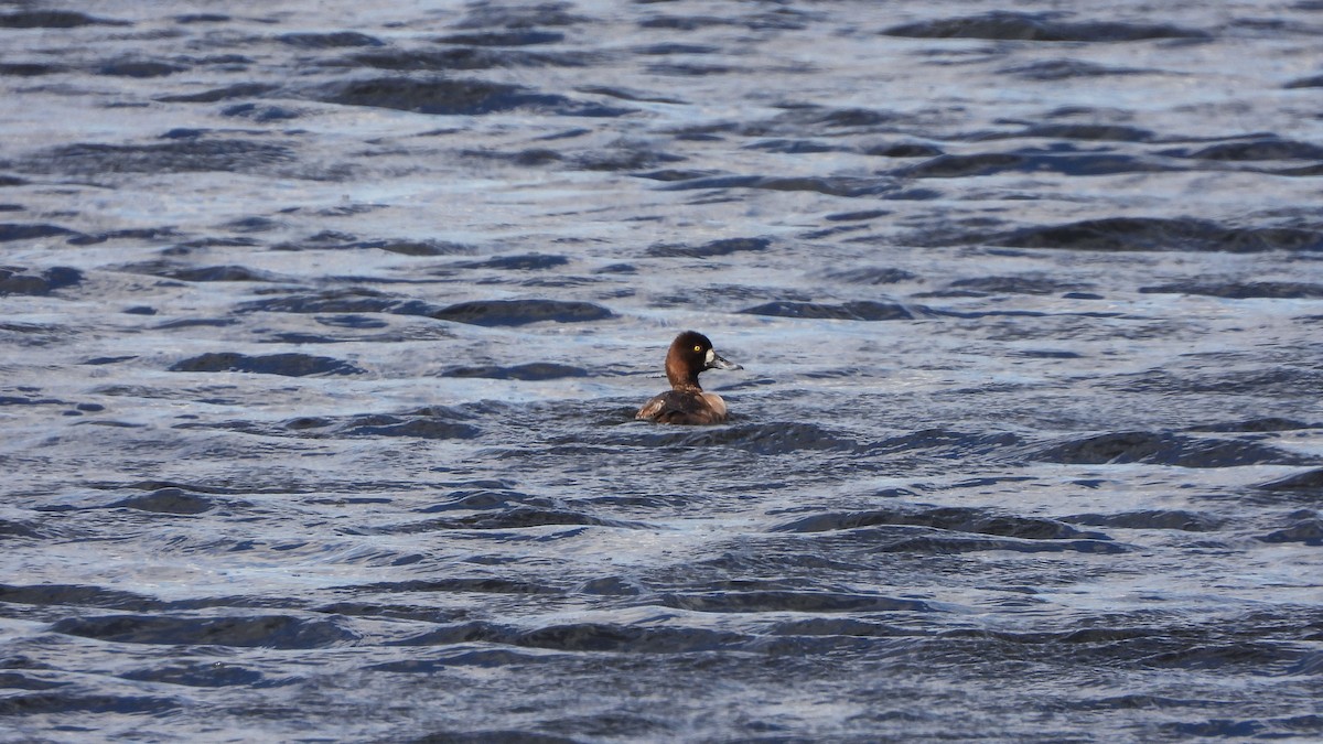 Lesser Scaup - ML620822112