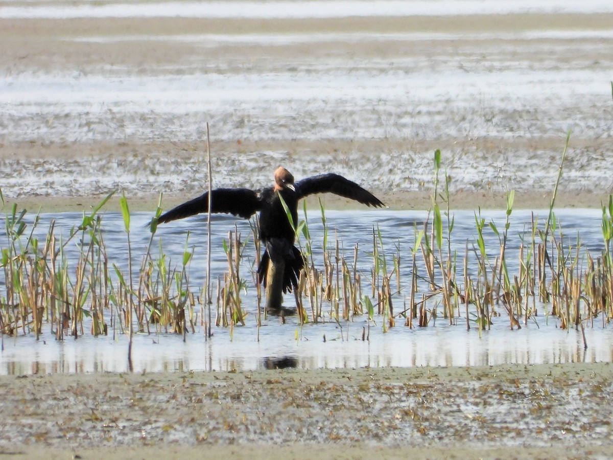 Pygmy Cormorant - ML620822114