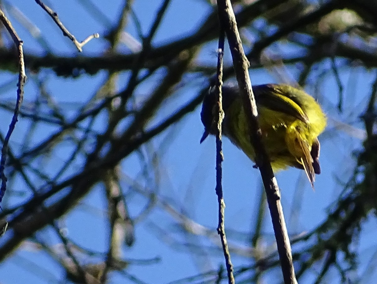 Gray-headed Canary-Flycatcher - ML620822117