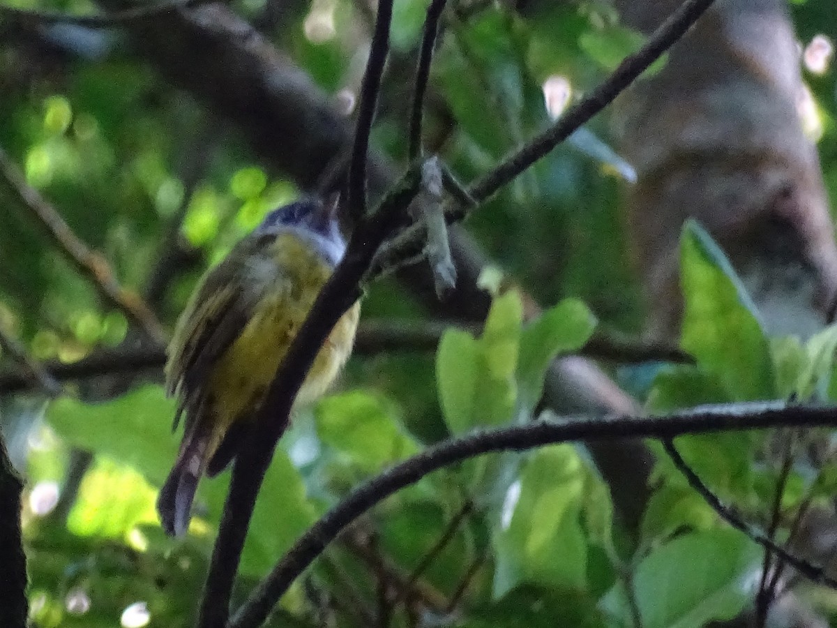 Gray-headed Canary-Flycatcher - ML620822118