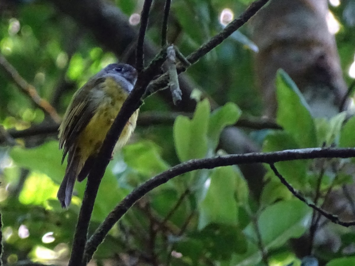 Gray-headed Canary-Flycatcher - ML620822119