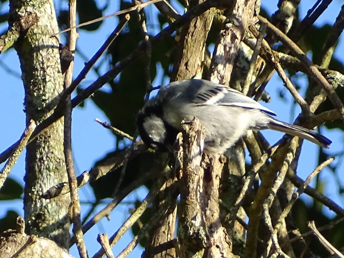 Cinereous Tit - ML620822123