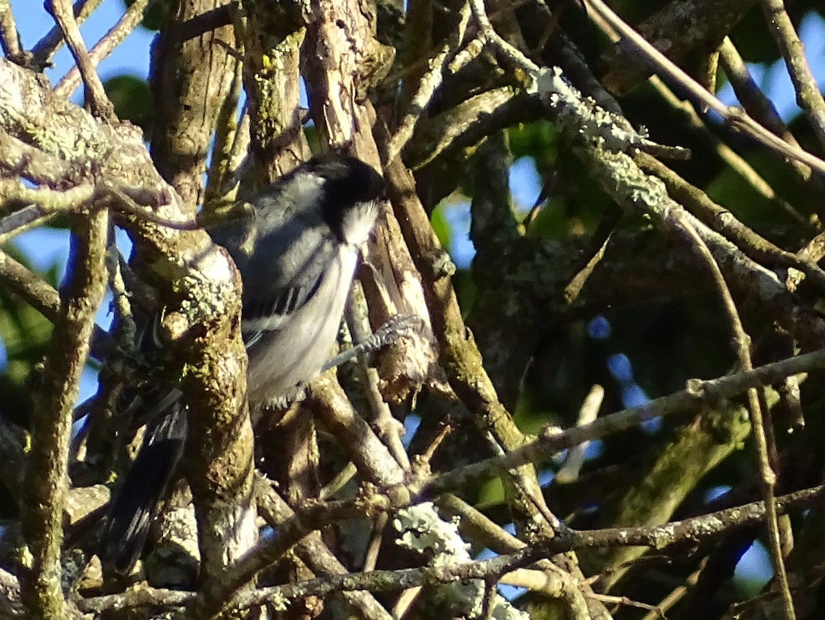 Cinereous Tit - ML620822124