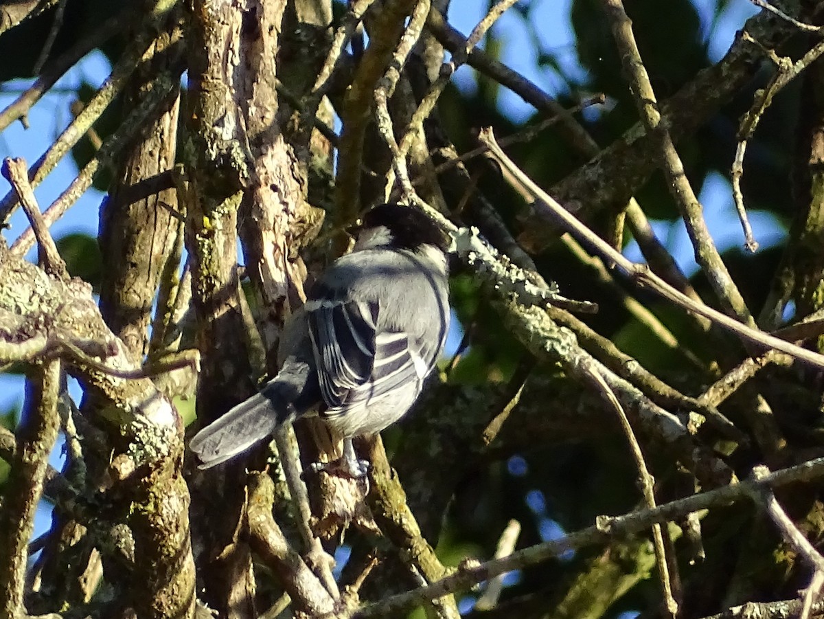 Cinereous Tit - ML620822125