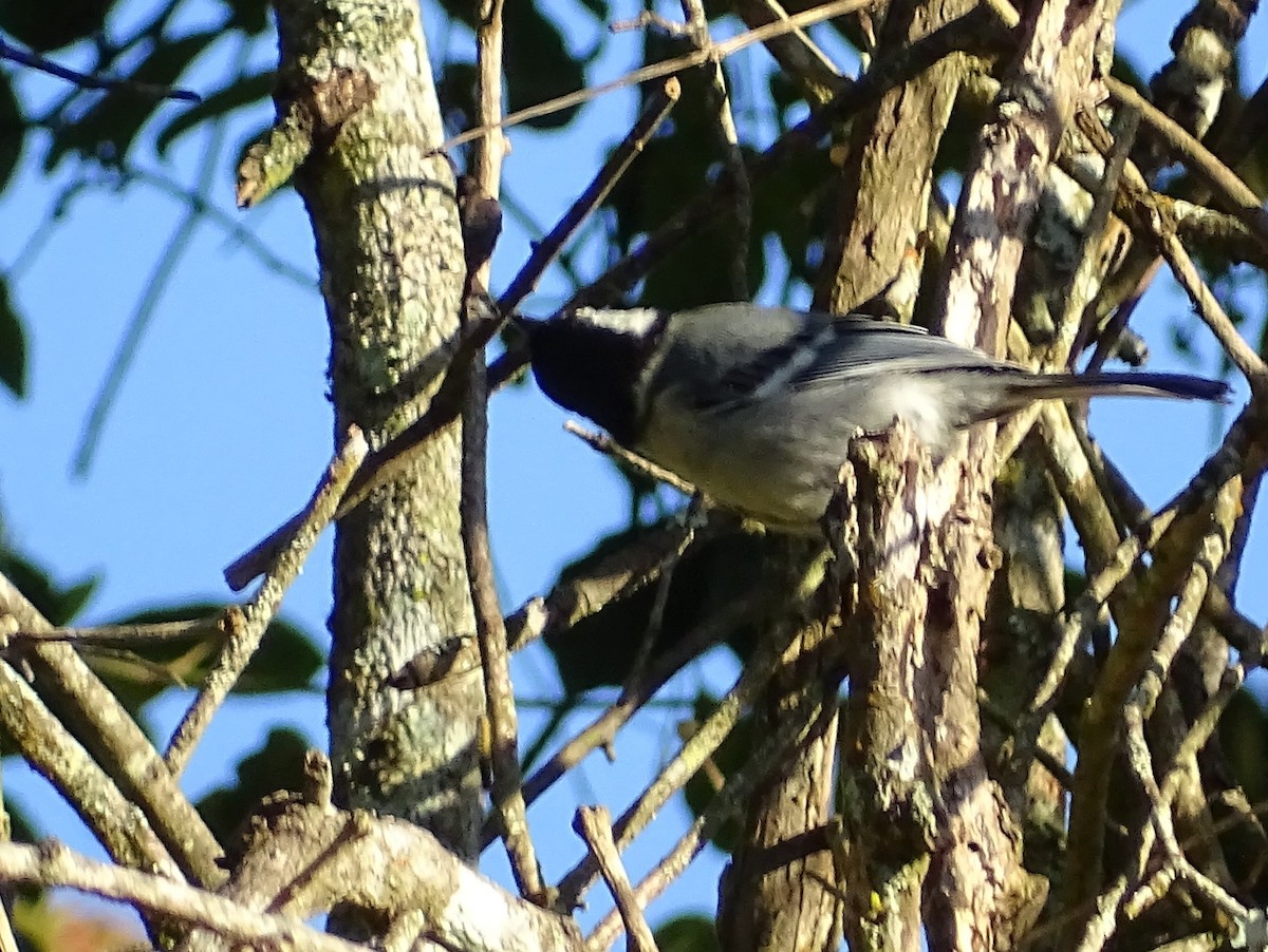 Cinereous Tit - ML620822126