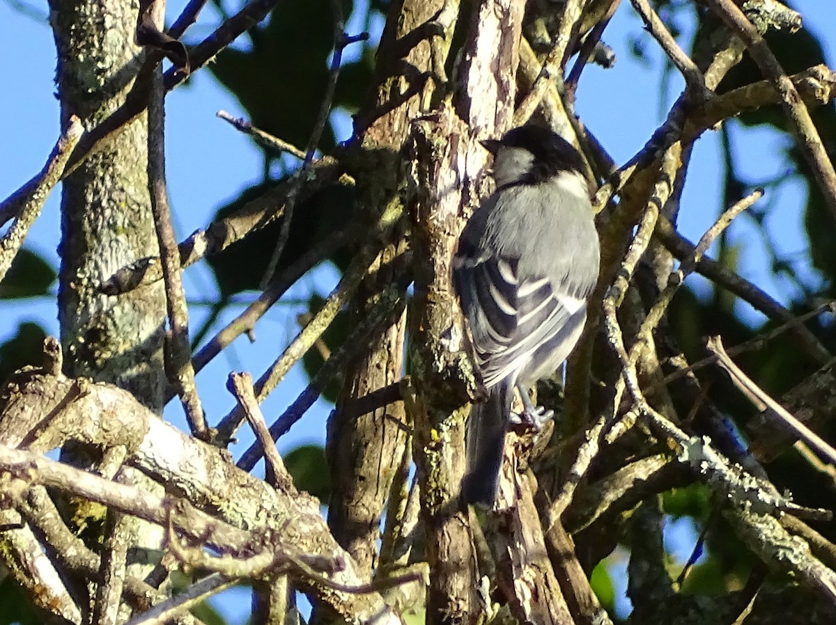 Cinereous Tit - ML620822128