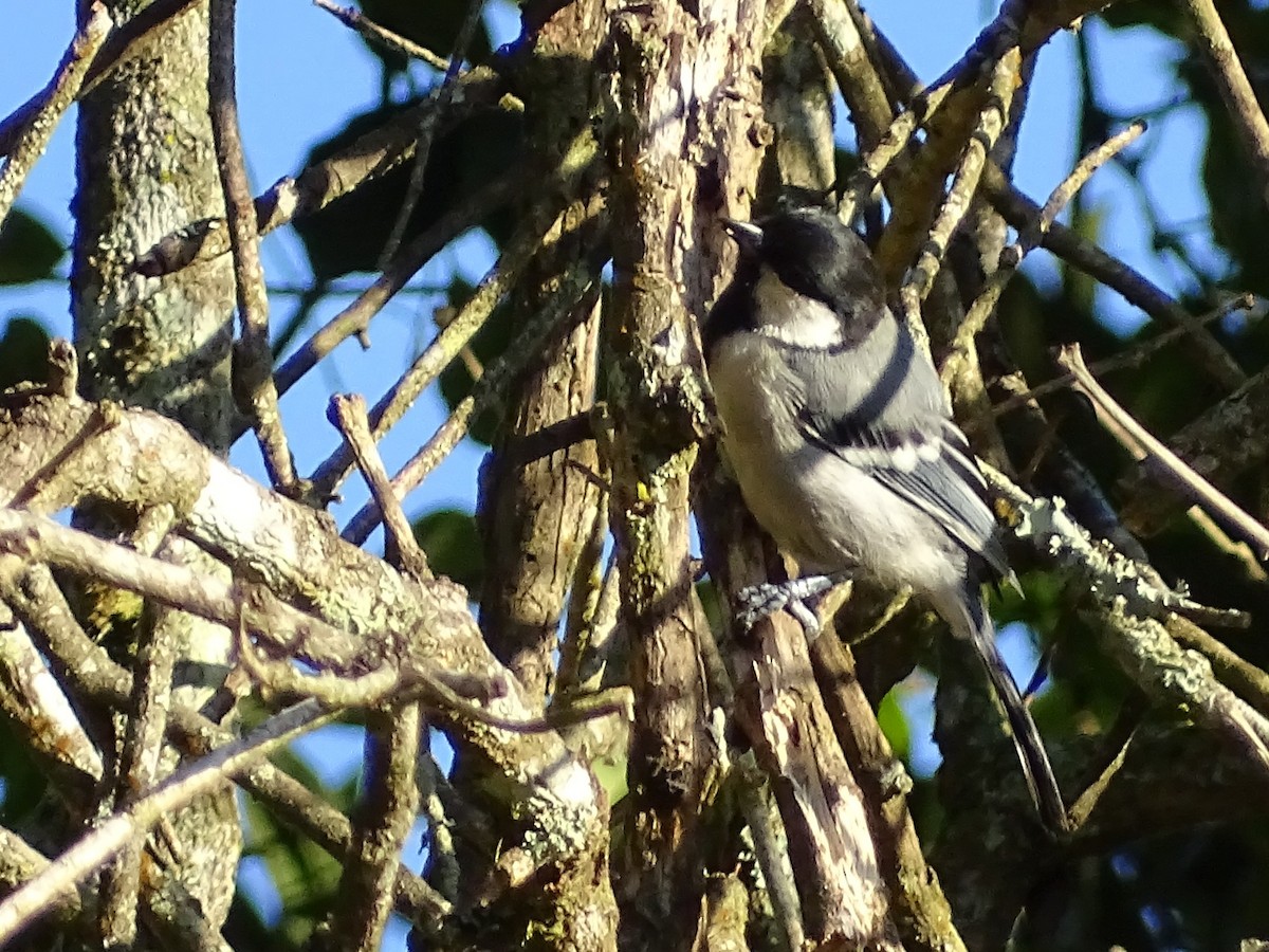 Cinereous Tit - ML620822129