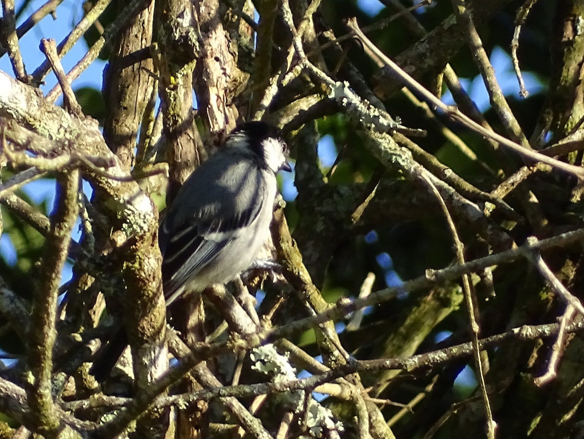 Cinereous Tit - ML620822131