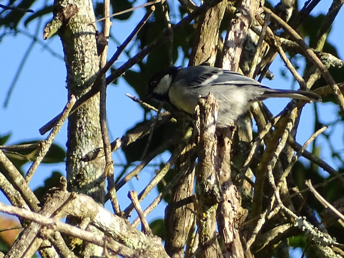 Cinereous Tit - ML620822132