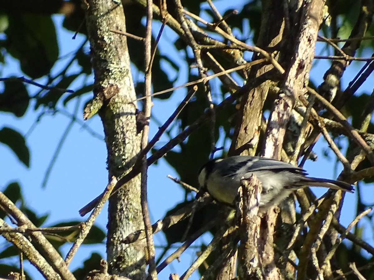 Cinereous Tit - ML620822133