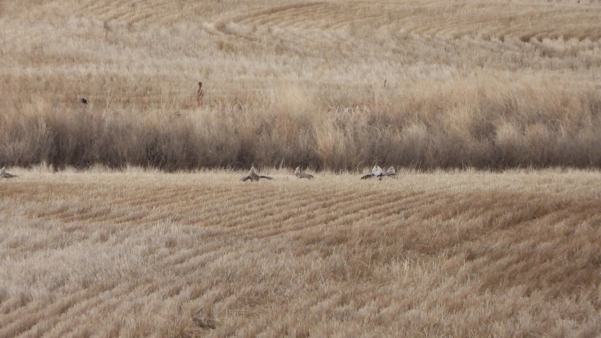 Sharp-tailed Grouse - ML620822134