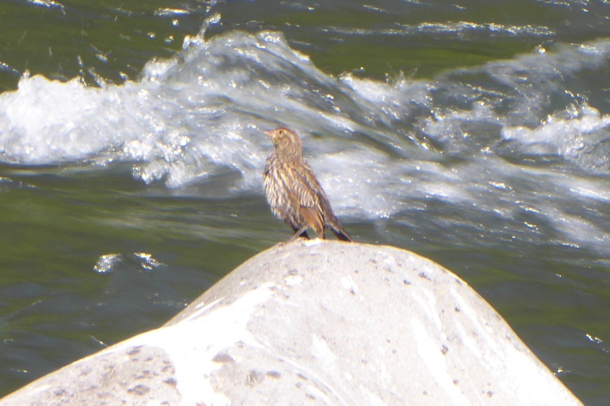 Red-winged Blackbird - ML620822135