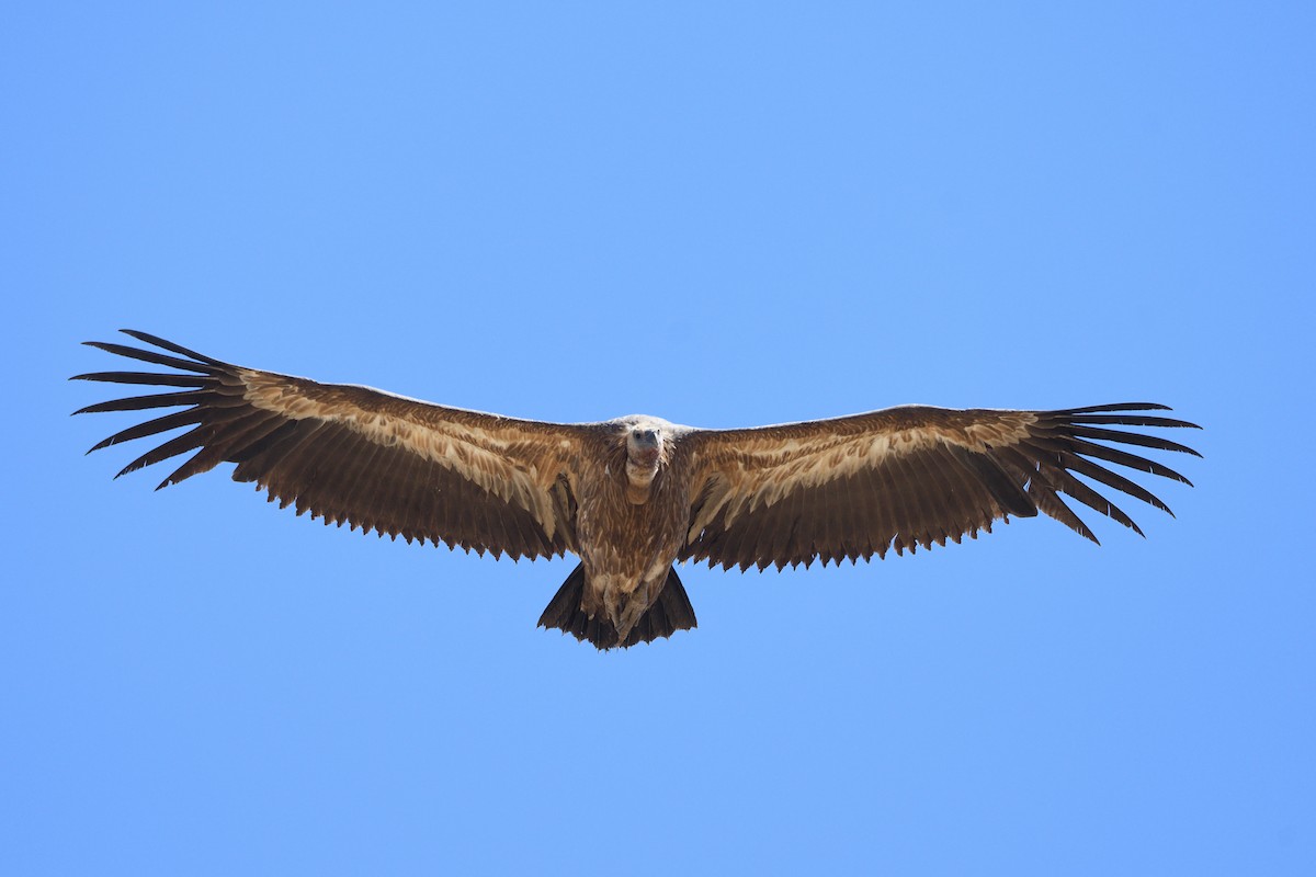 Eurasian Griffon - Santiago Caballero Carrera