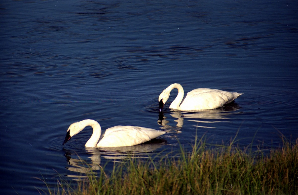 Trumpeter Swan - ML620822143