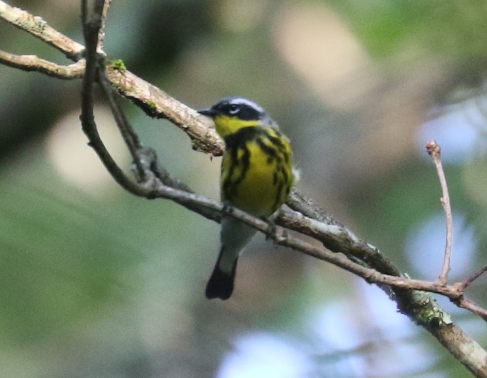 Magnolia Warbler - Bobby Brown