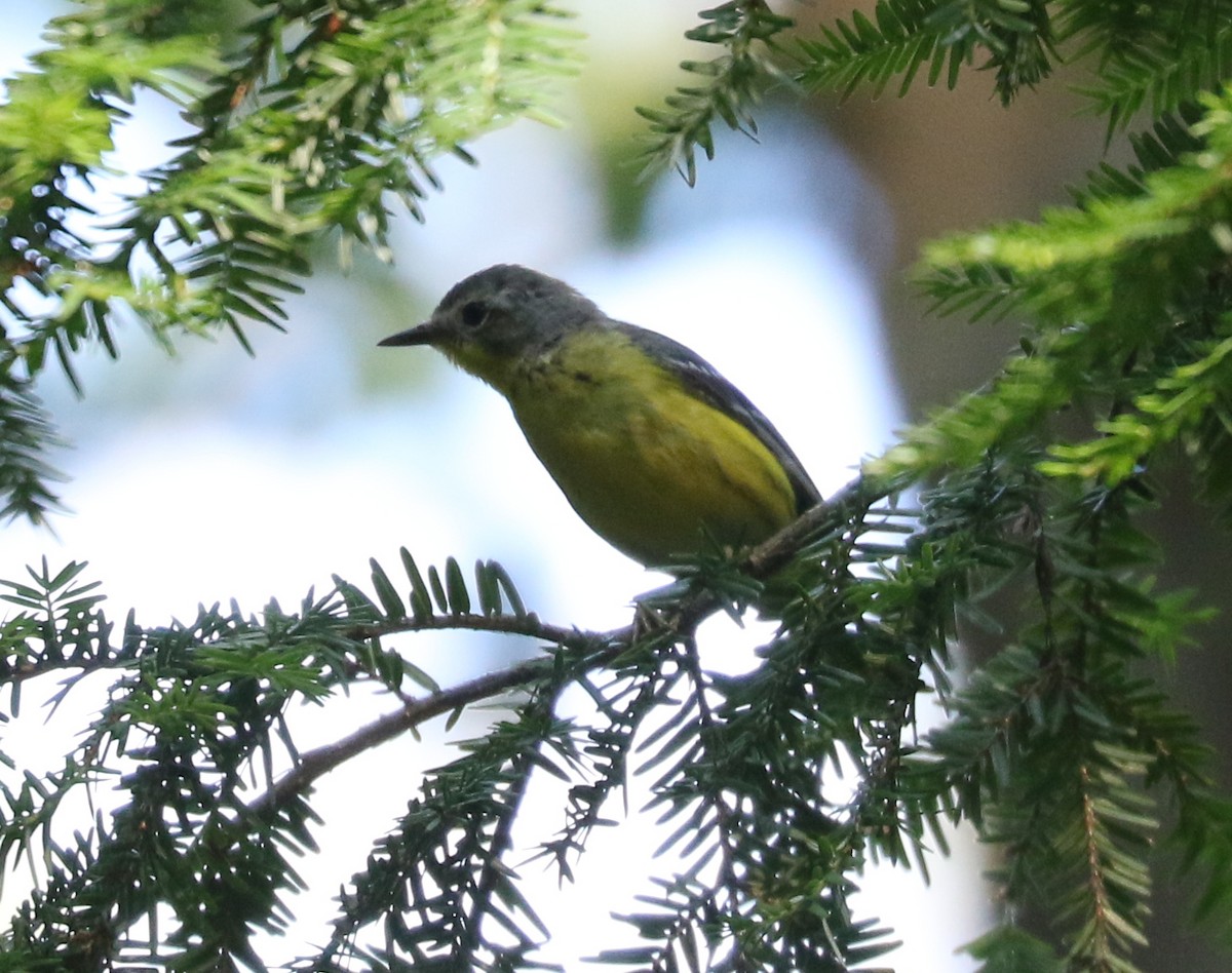 Magnolia Warbler - ML620822146