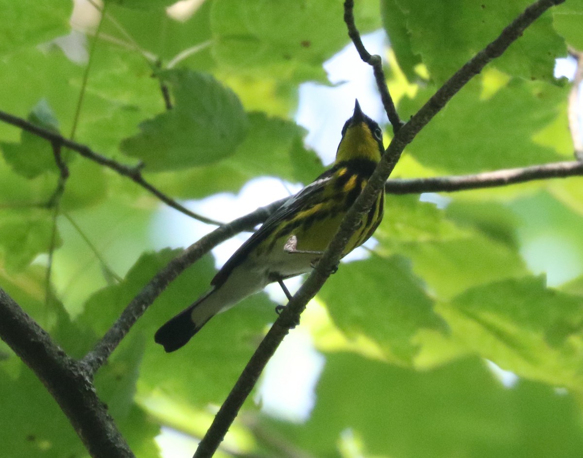 Magnolia Warbler - Bobby Brown