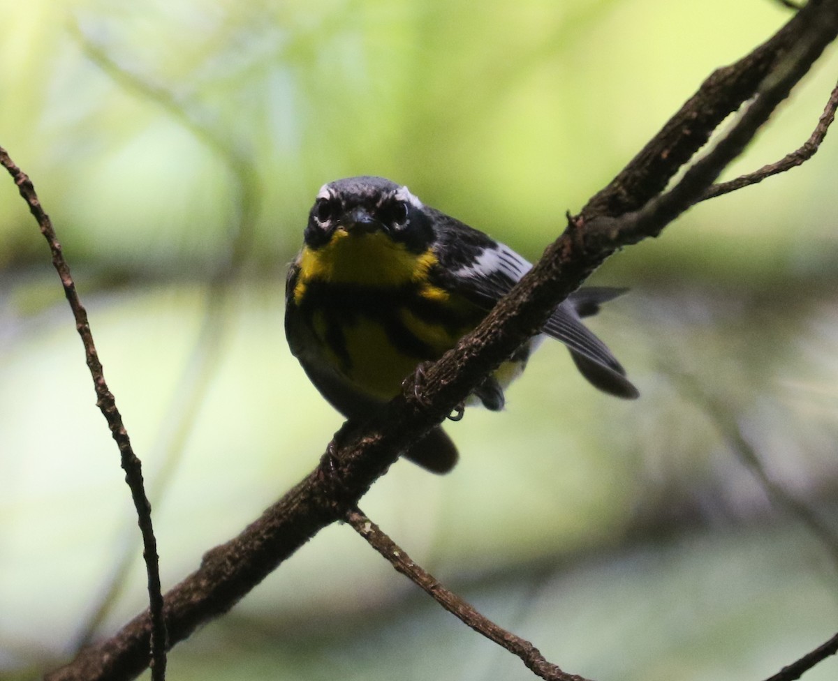 Magnolia Warbler - Bobby Brown