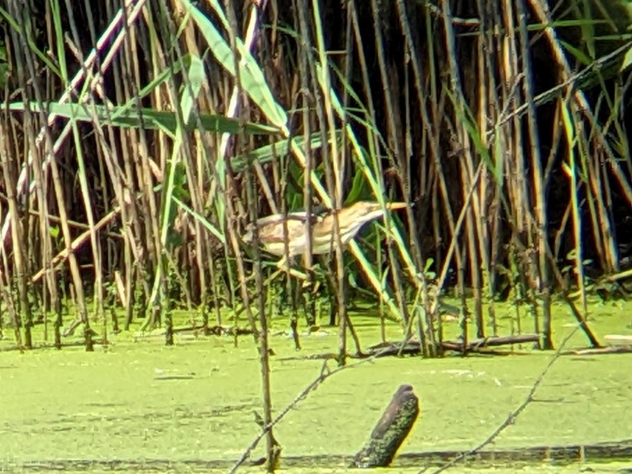 Least Bittern - ML620822151