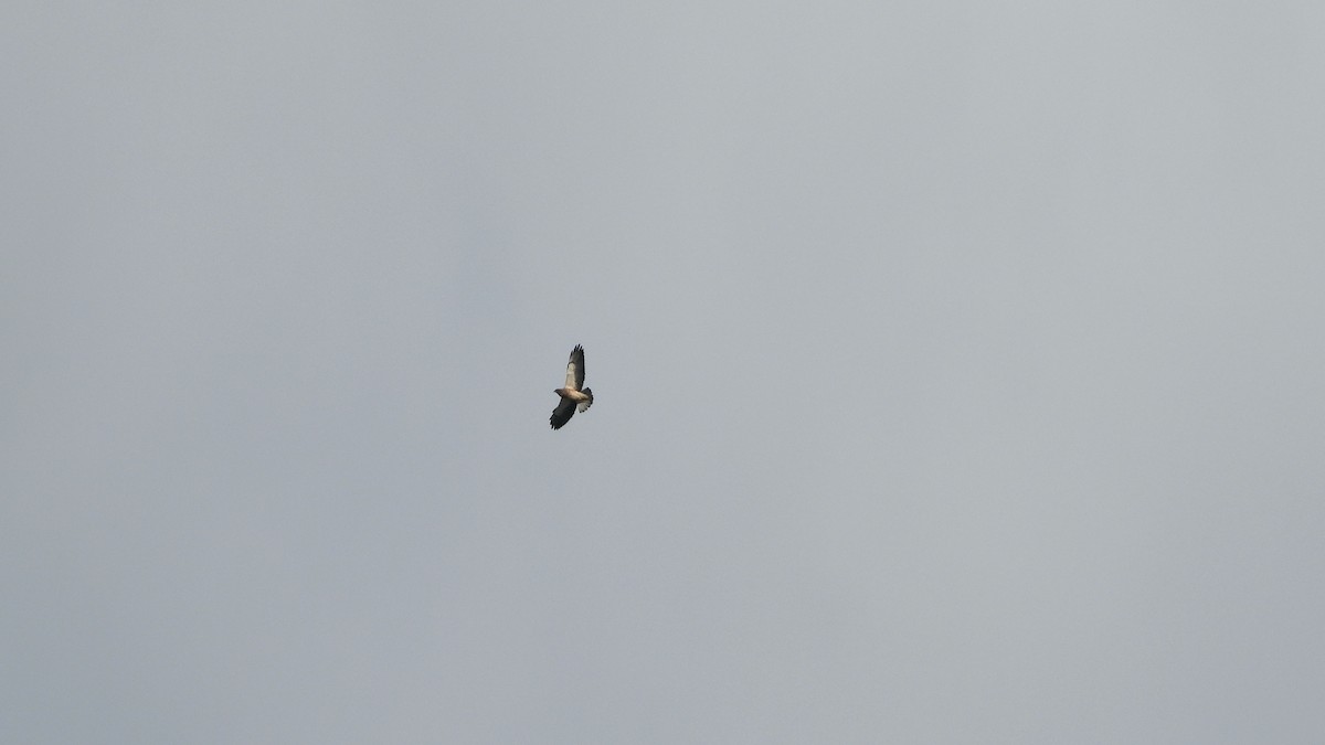 Swainson's Hawk - ML620822154