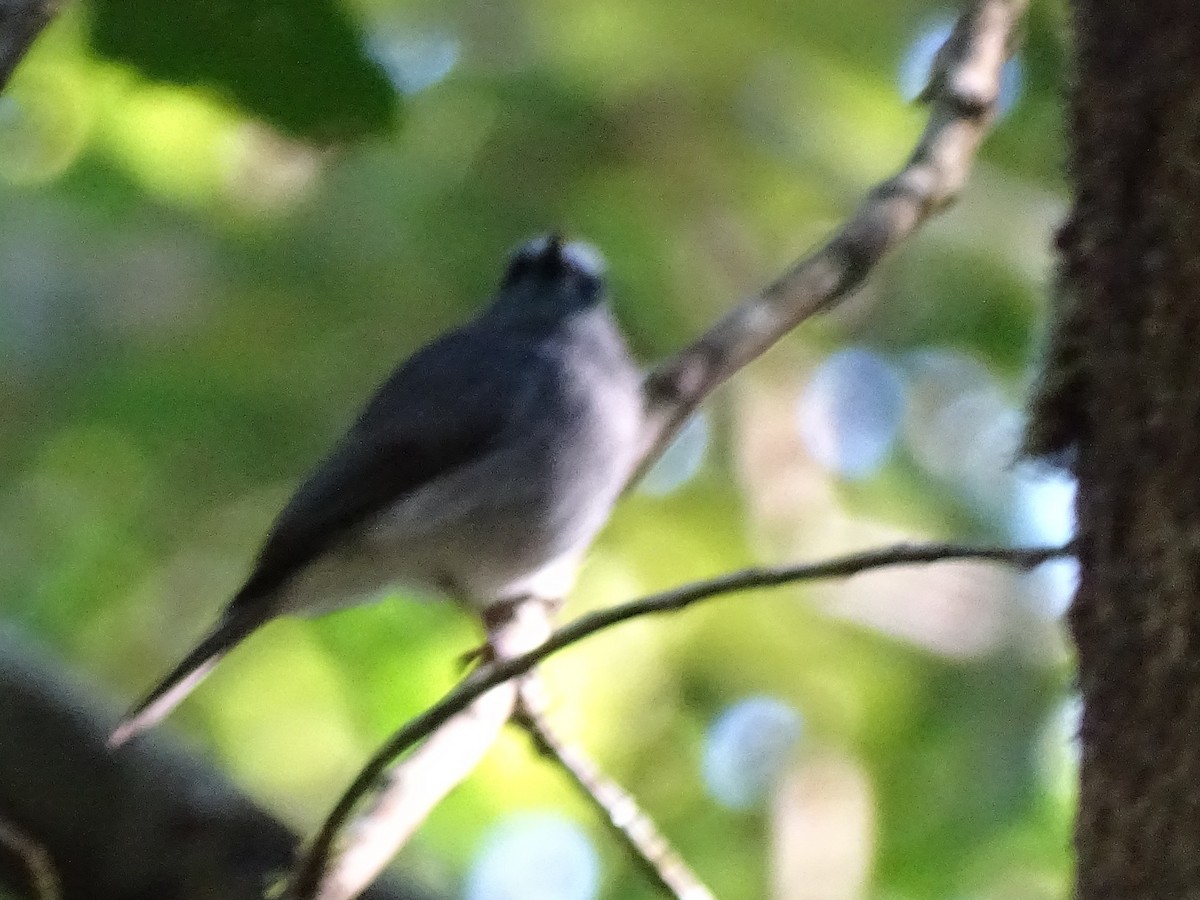 Dull-blue Flycatcher - ML620822155