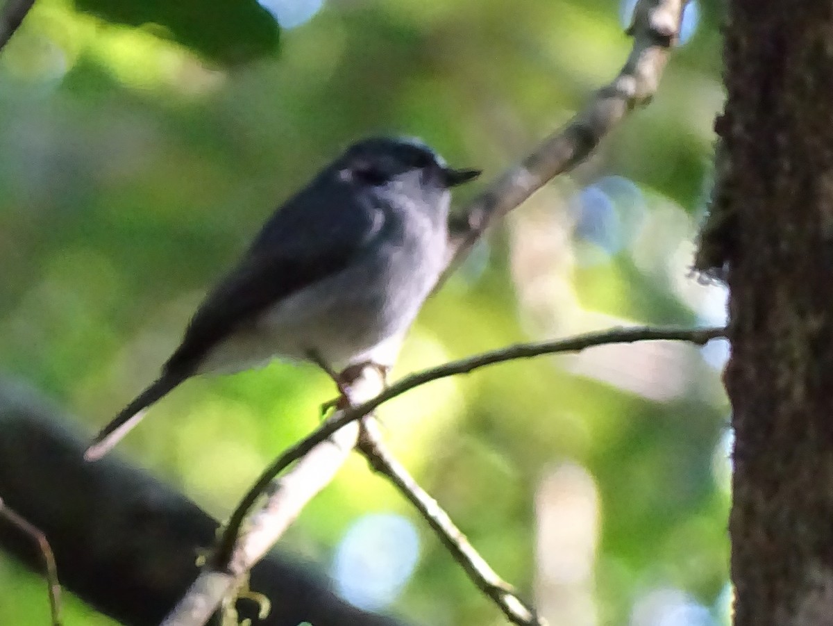 Dull-blue Flycatcher - ML620822156