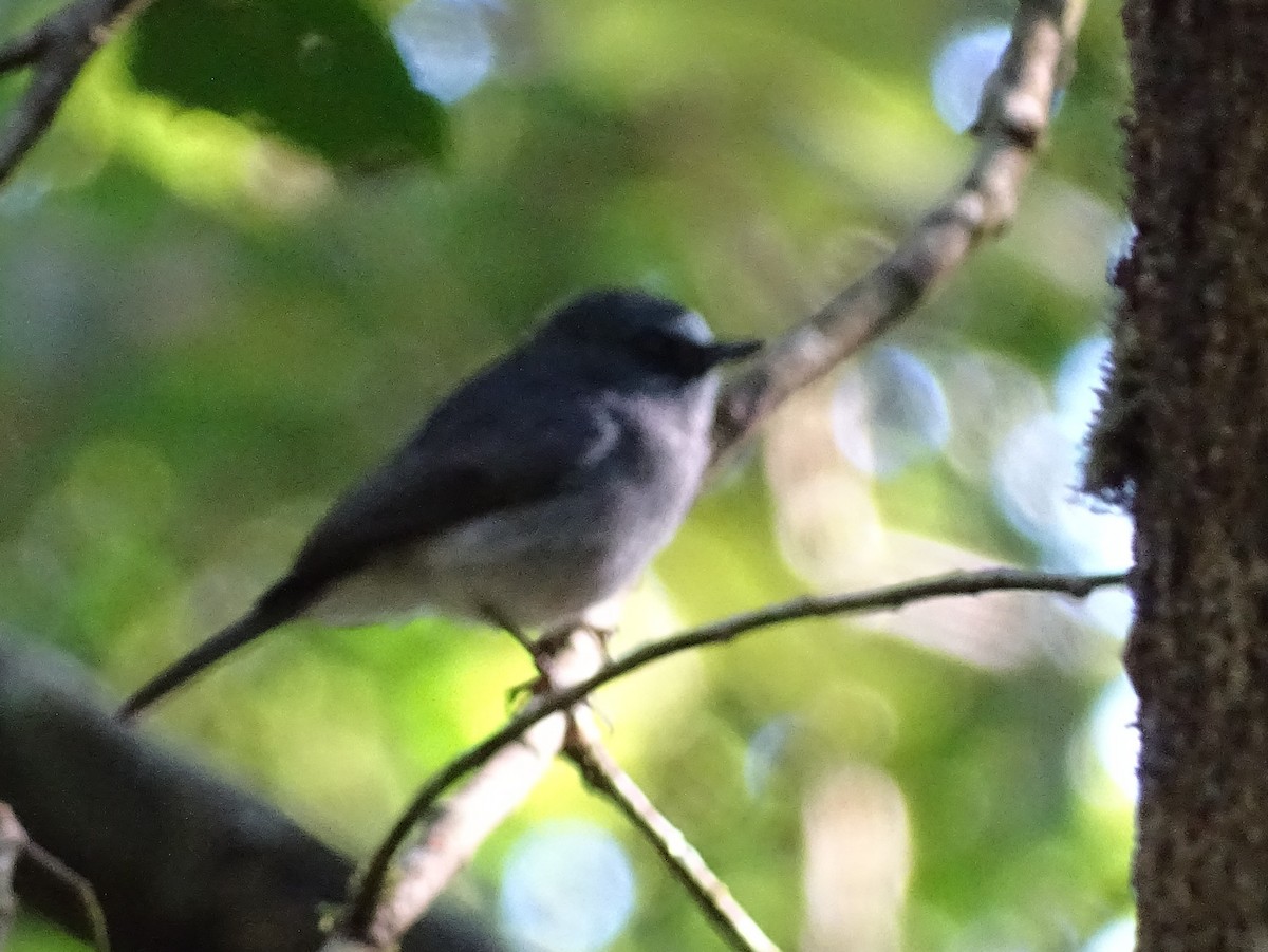 Dull-blue Flycatcher - ML620822157