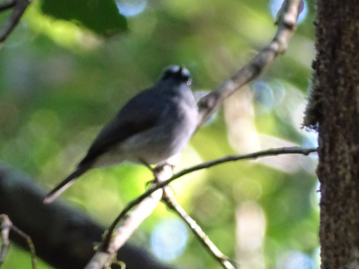 Dull-blue Flycatcher - ML620822158