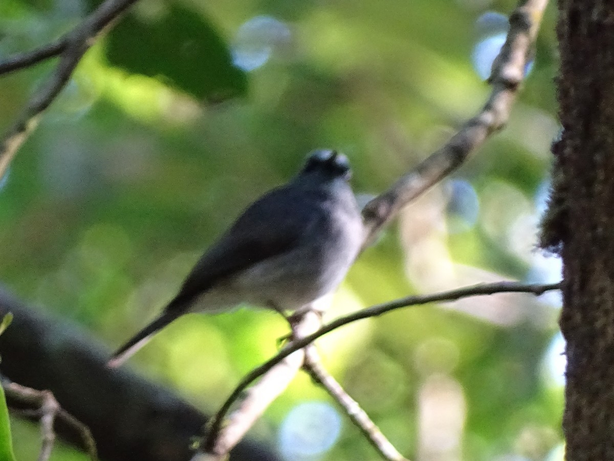 Dull-blue Flycatcher - ML620822159