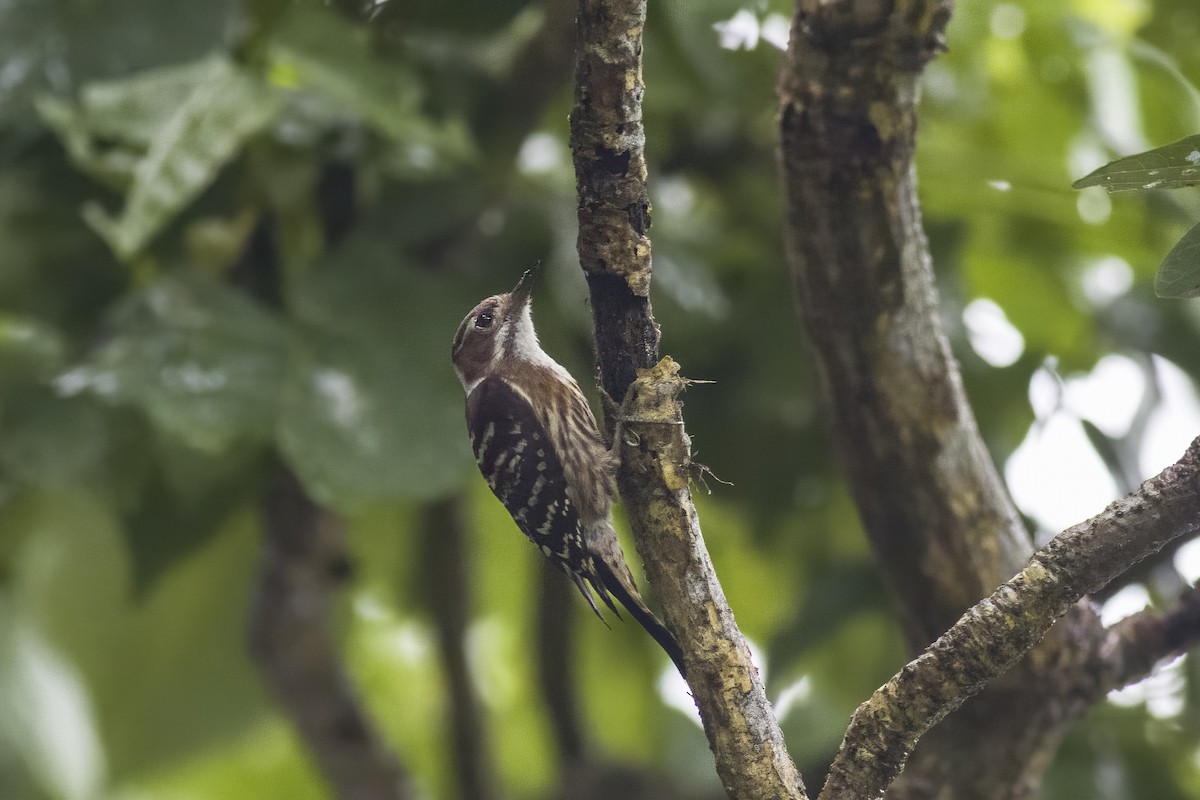 Japanese Pygmy Woodpecker - ML620822163