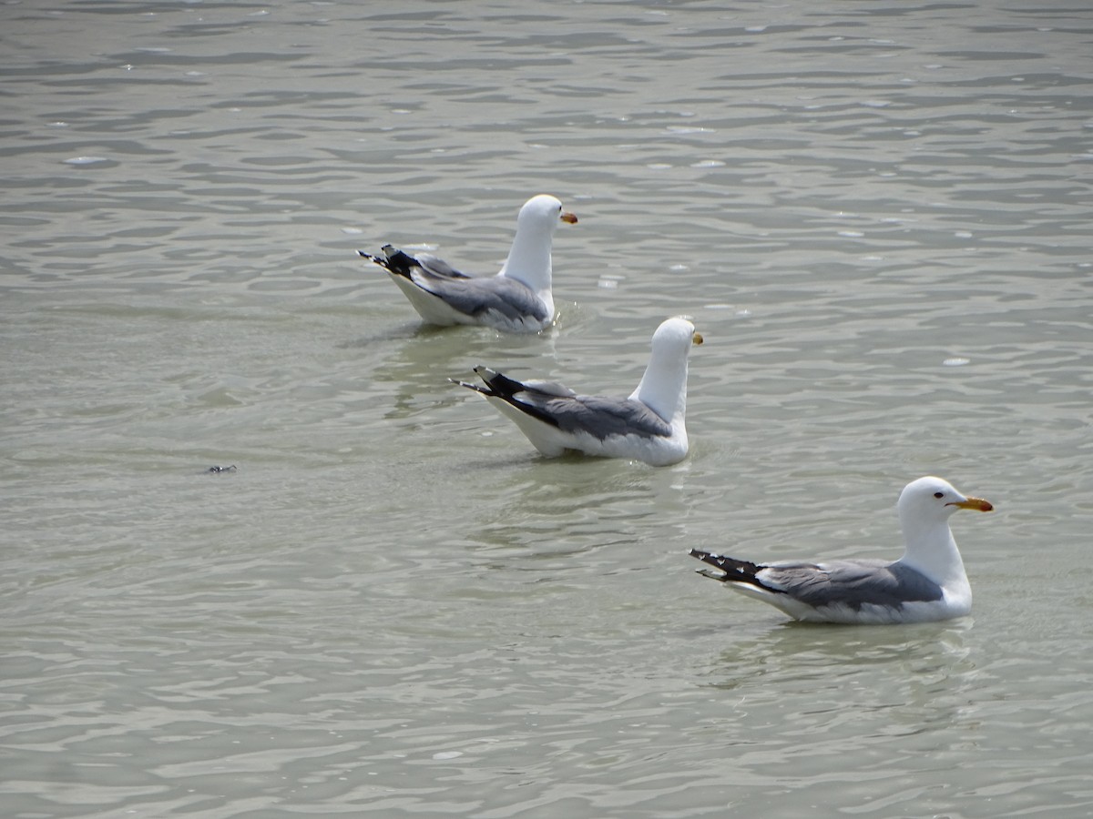 California Gull - ML620822165