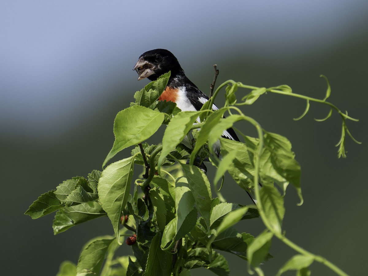 Rose-breasted Grosbeak - ML620822166