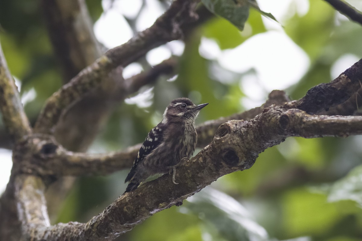 Japanese Pygmy Woodpecker - ML620822175
