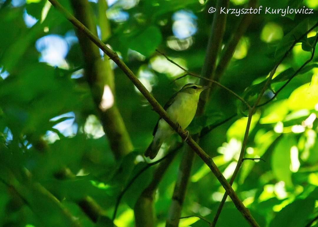 Swainson's Warbler - ML620822184