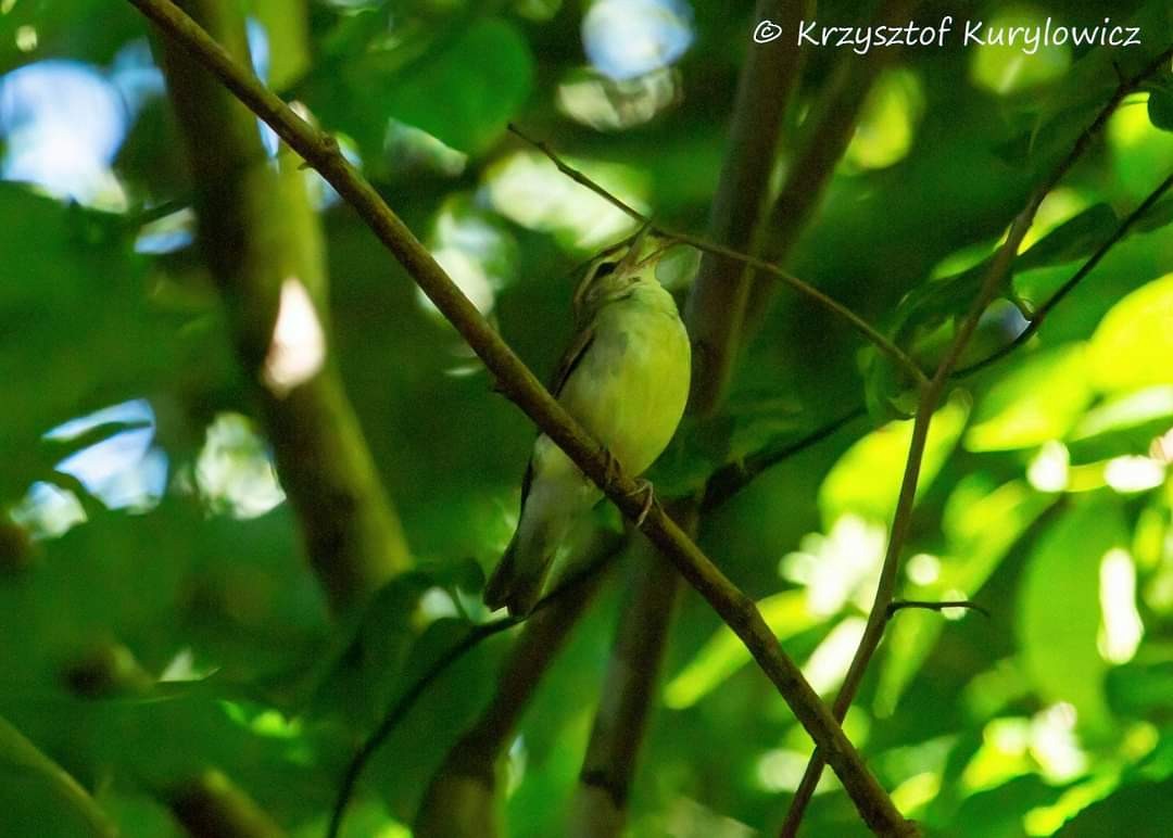 Swainson's Warbler - ML620822185