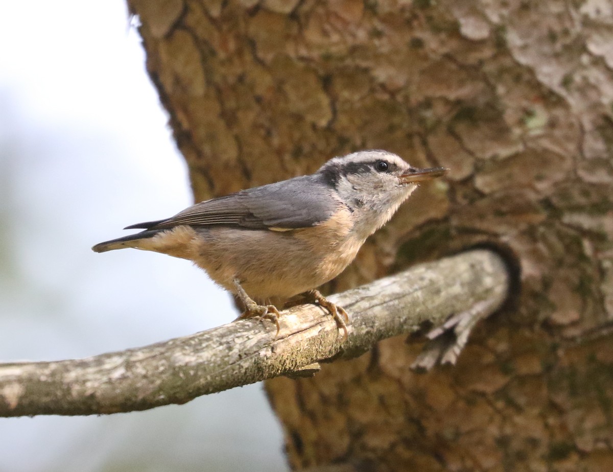 Red-breasted Nuthatch - ML620822198
