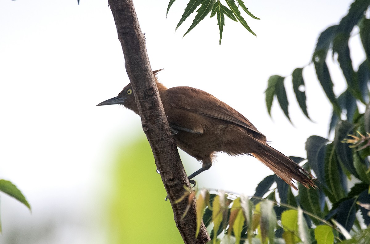 Caatinga Cacholote - ML620822208