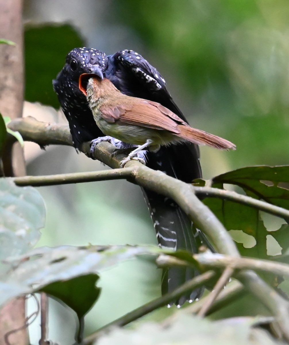 Square-tailed Drongo-Cuckoo - ML620822209