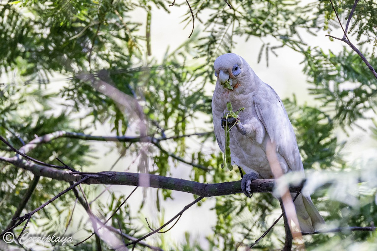 Little Corella - ML620822210