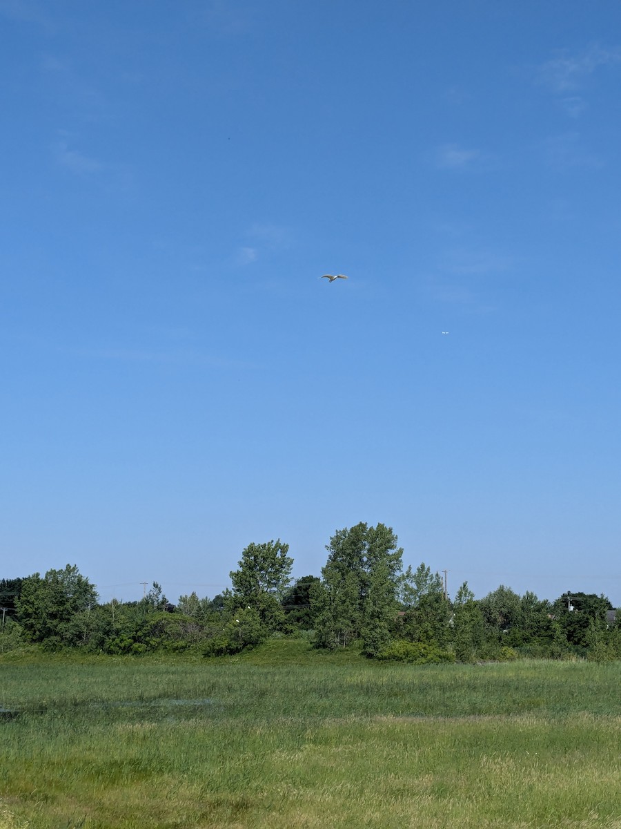 Great Egret - ML620822211